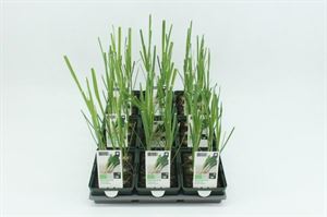 Afbeelding van Prei winter Bio